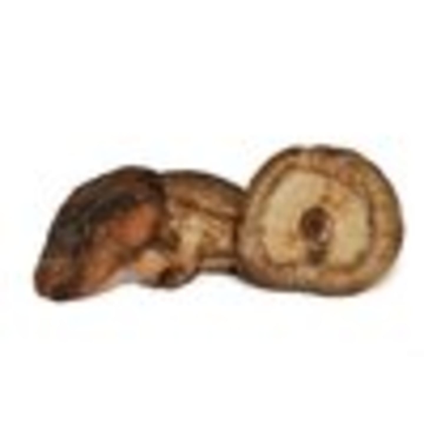 Shiitake 1kg - Bild 1 av 2