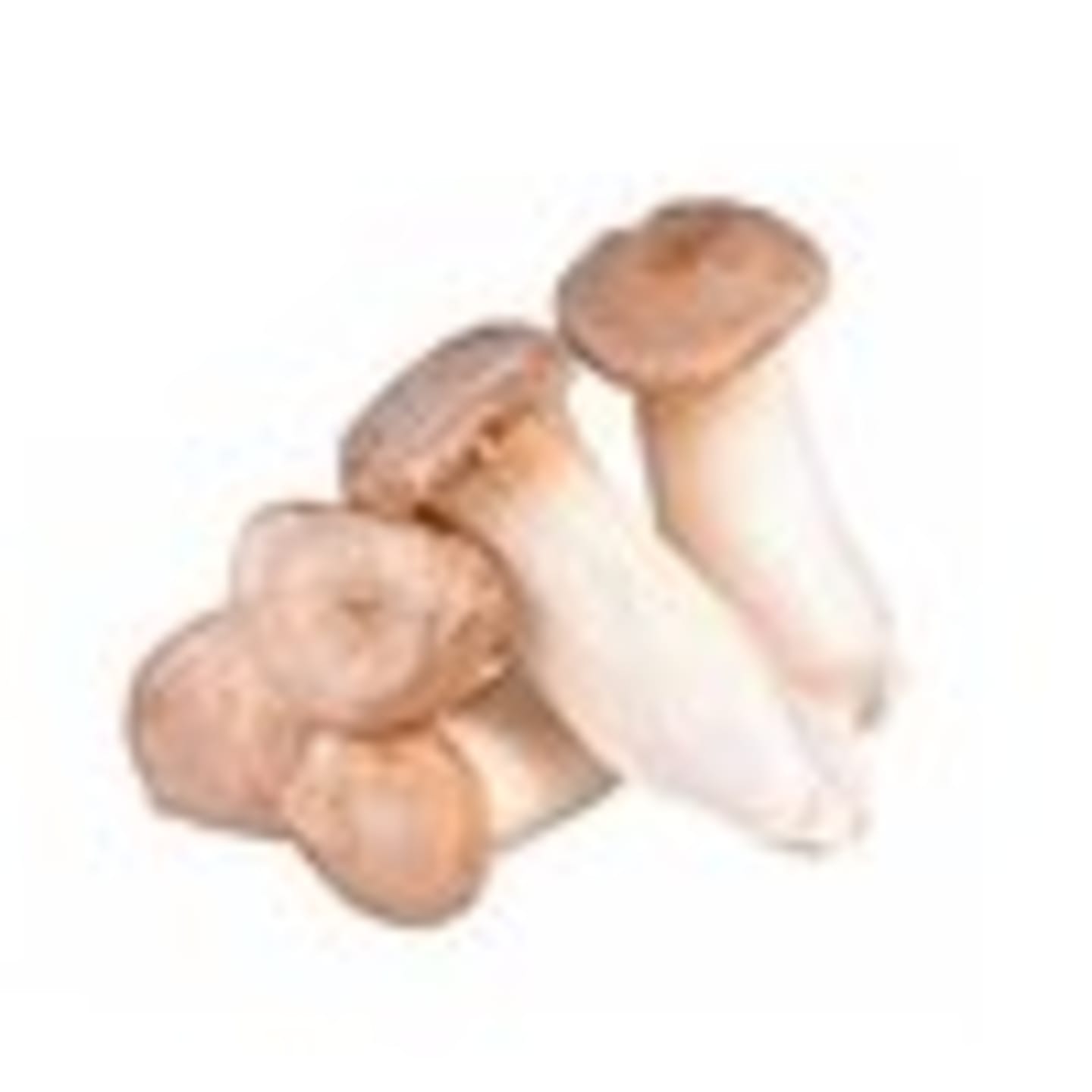 King Oyster SE - Bild 1 av 2