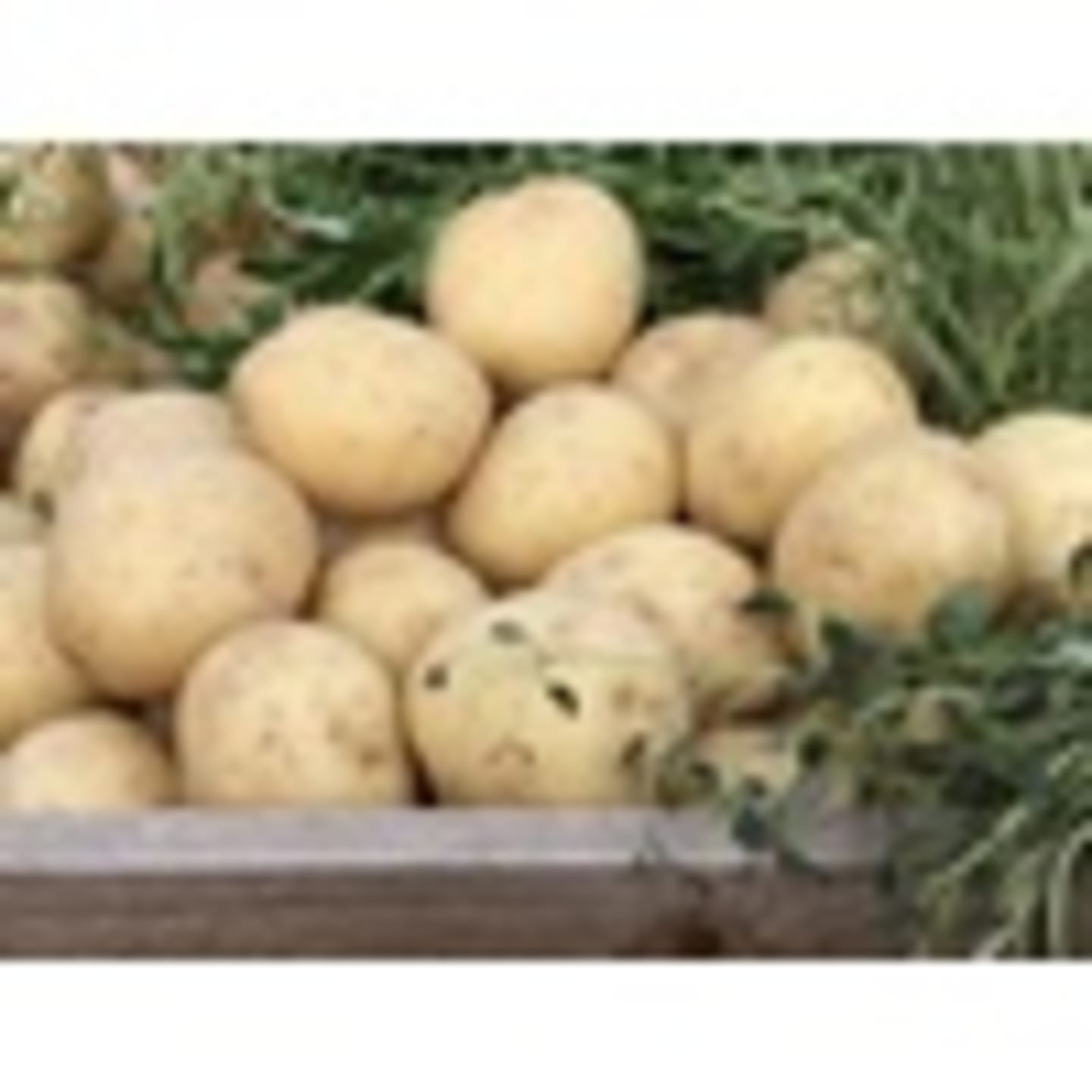 Potatis medel 50-60mm 10kg - Bild 1 av 4