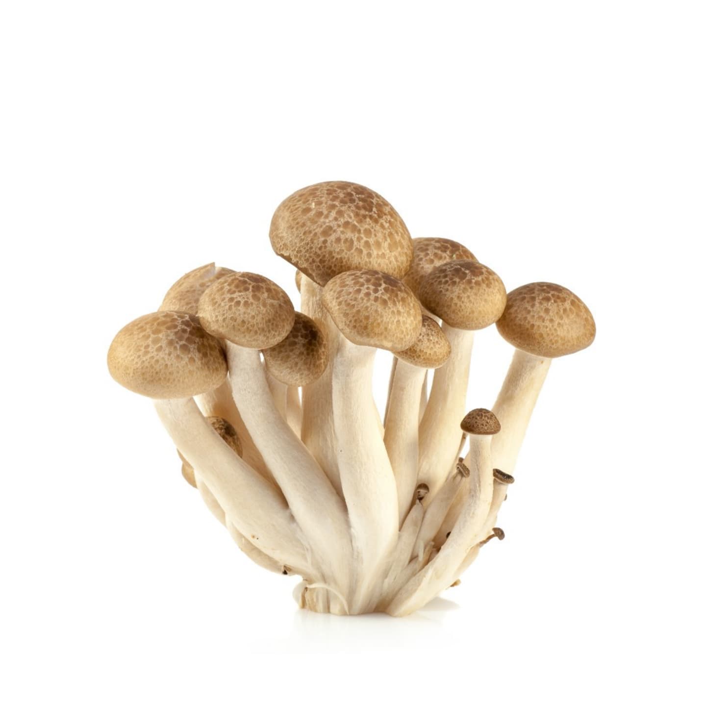 Shimejisvamp brun 150g