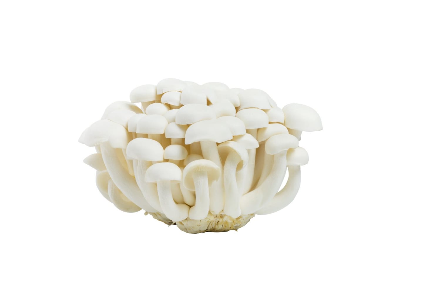 Shimejisvamp vit 150g