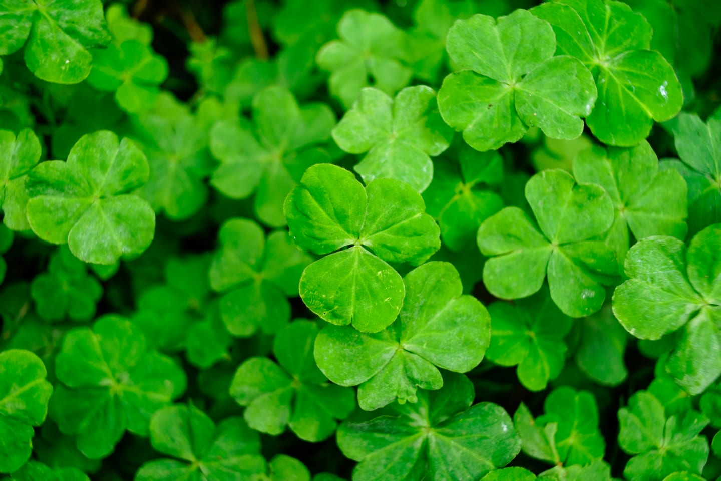 Oxalis grön 50g