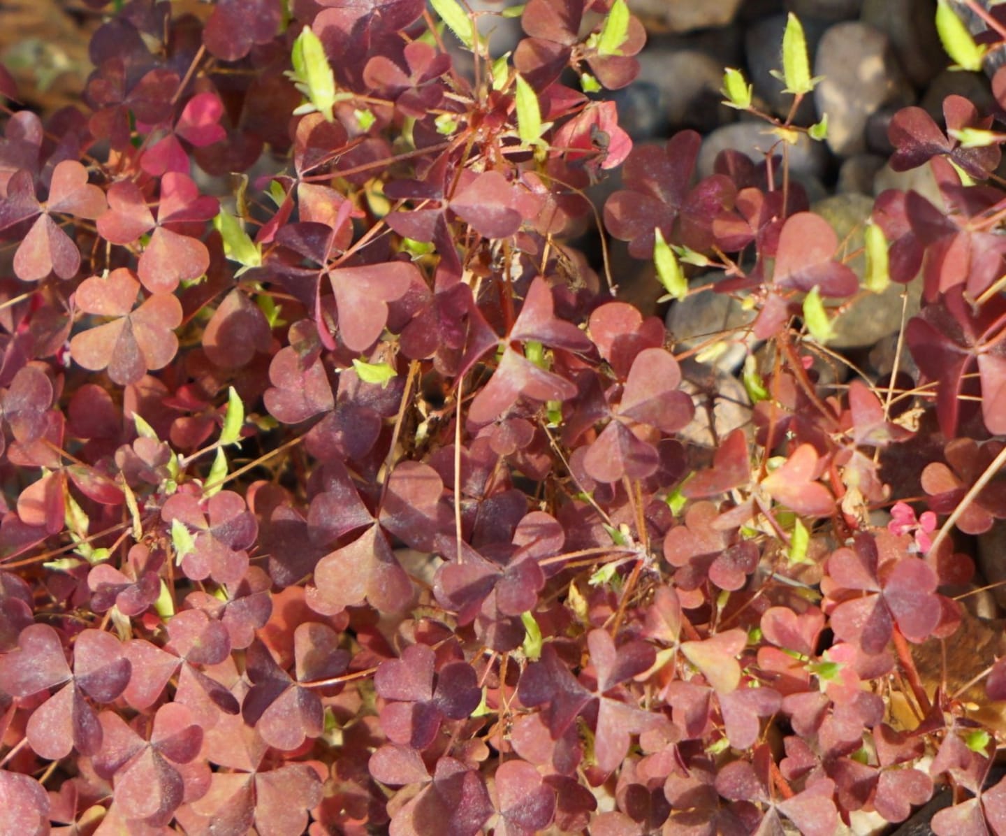 Oxalis röd 50g