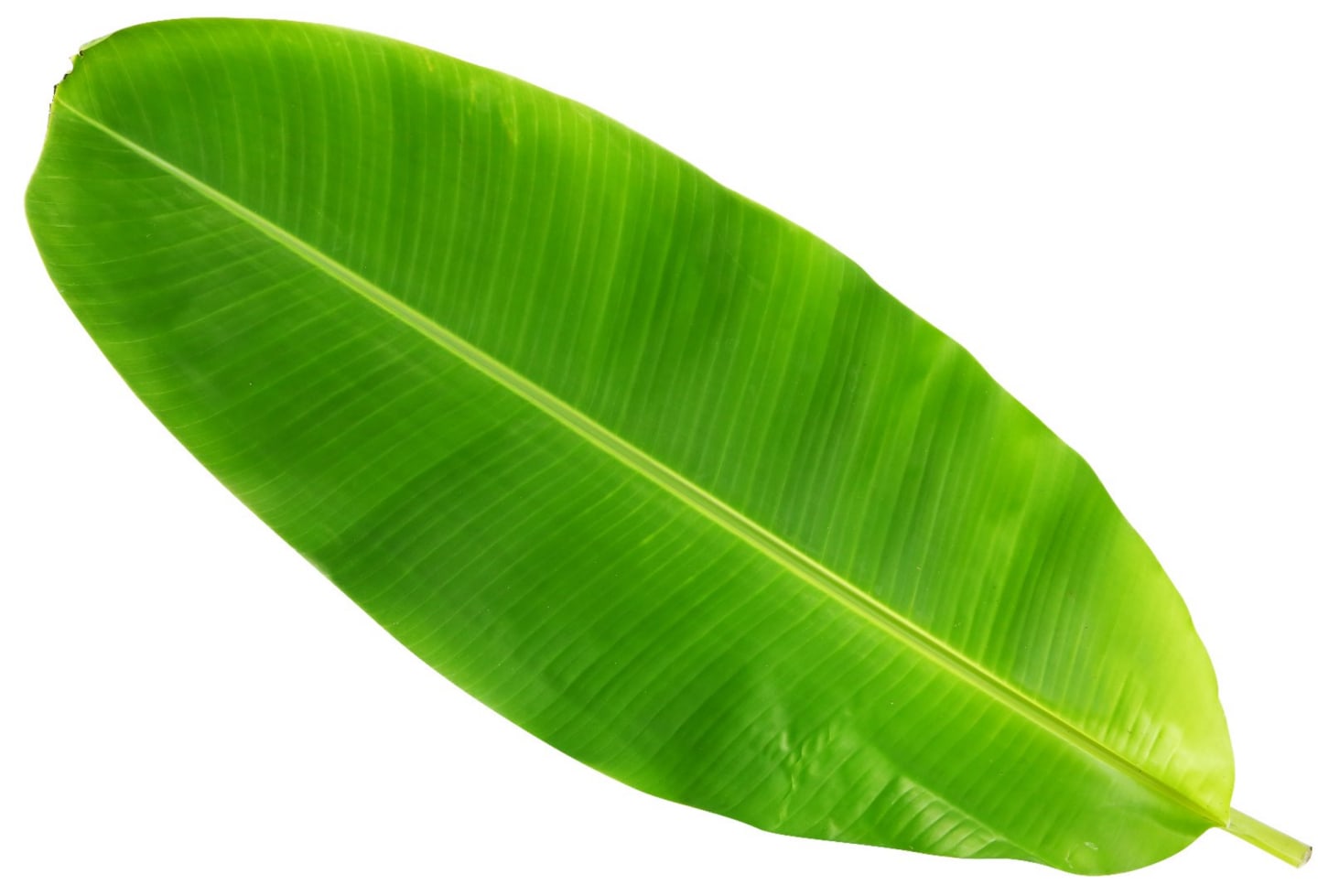 Bananblad långa 500g