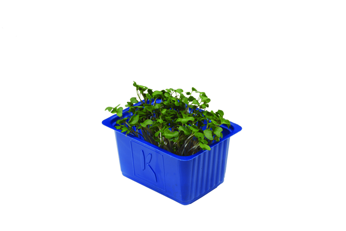Broccolikrasse