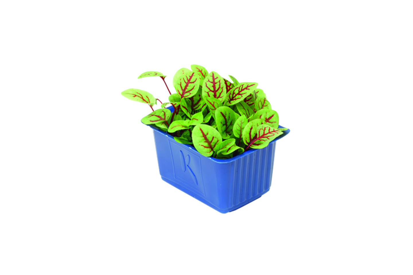 Venekrasse