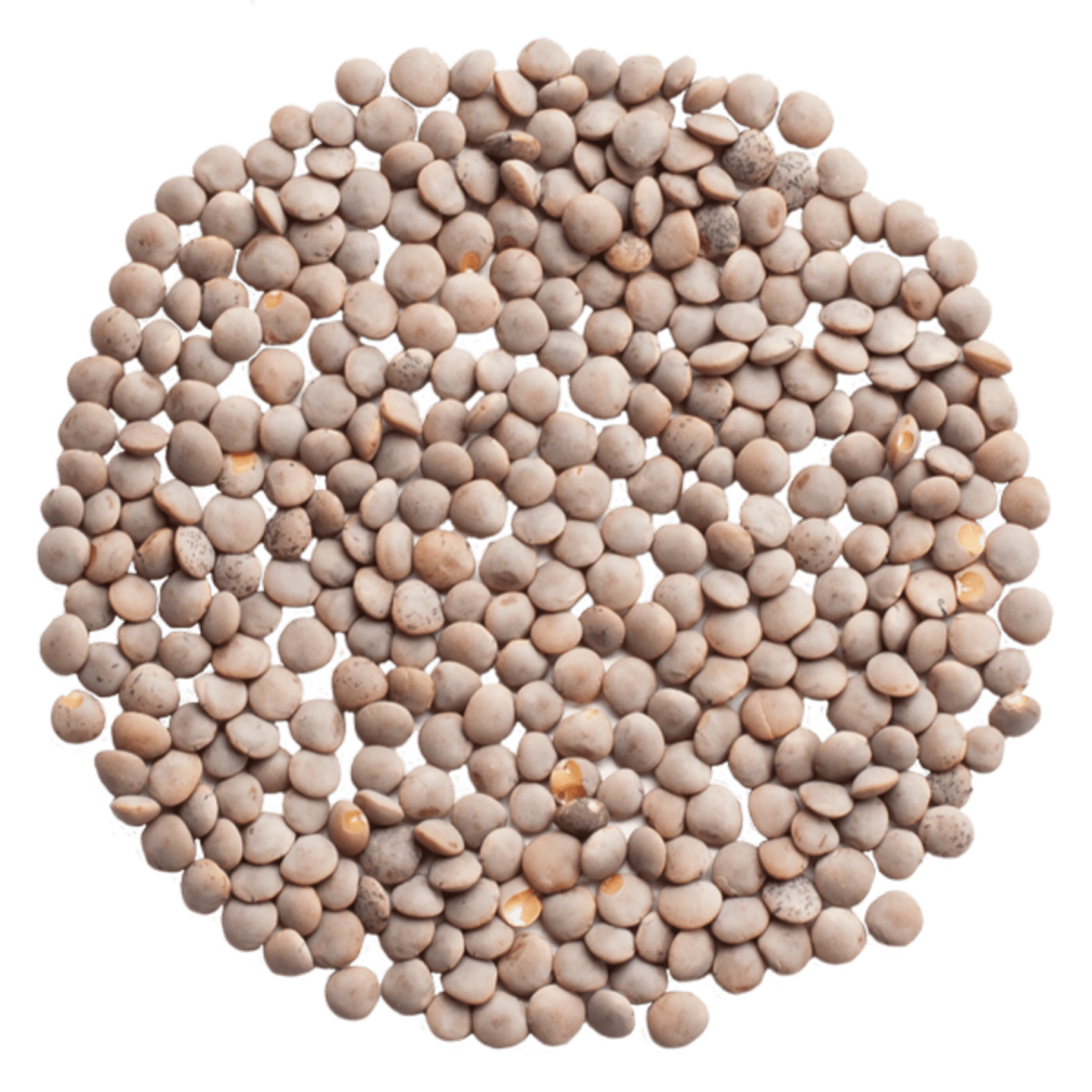 Korallins rosana 2,5kg
