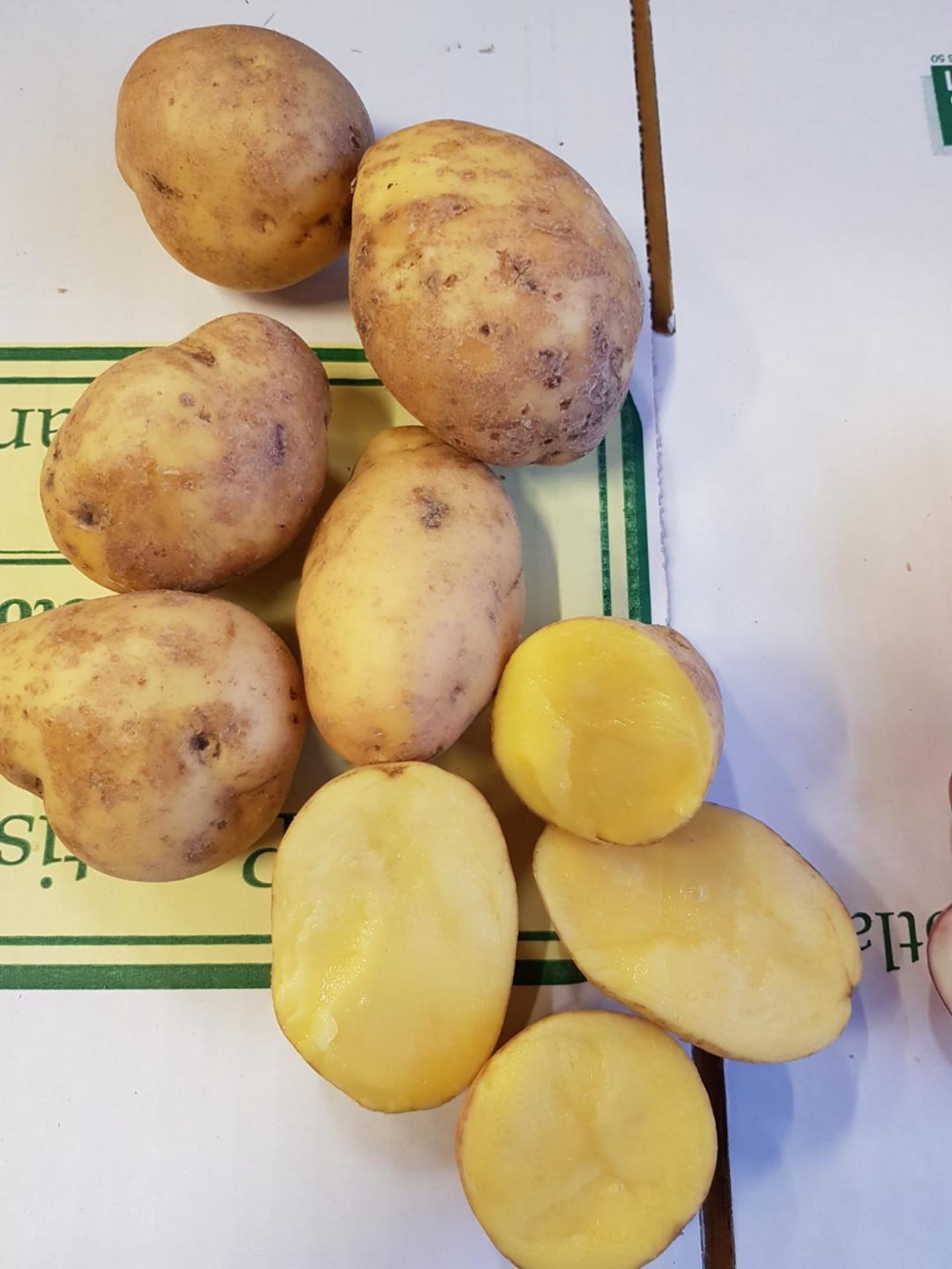 Potatis Aztec Gold 10kg
