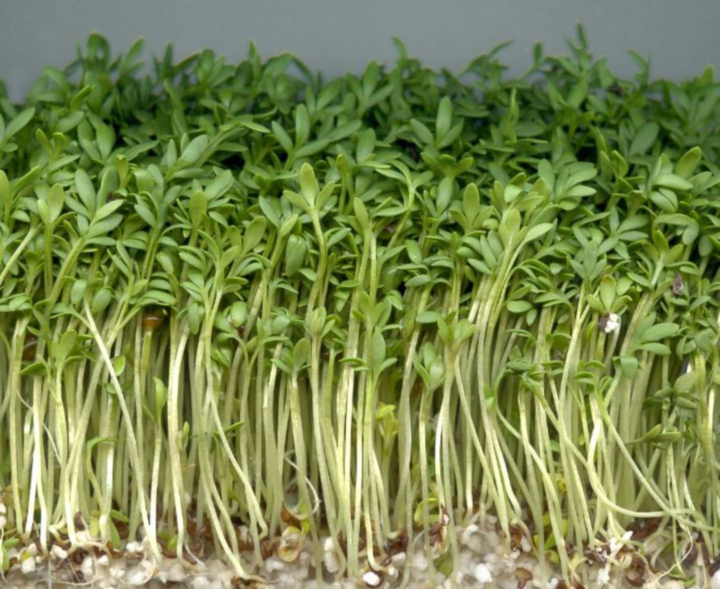 Tuinkerskrasse