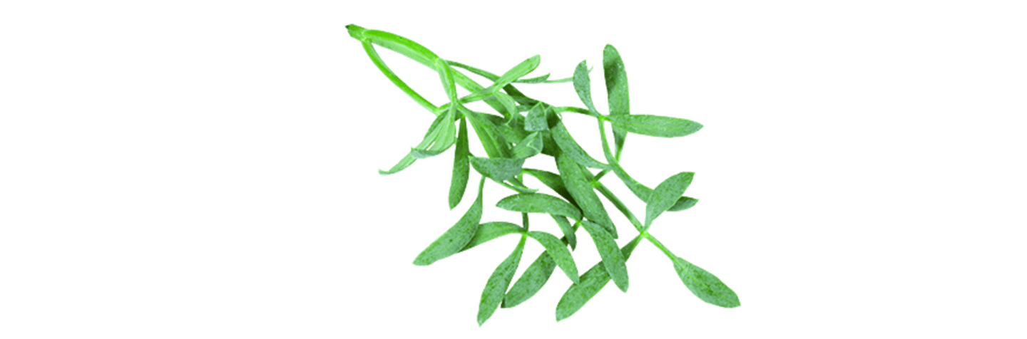 Sea Fennel 50g