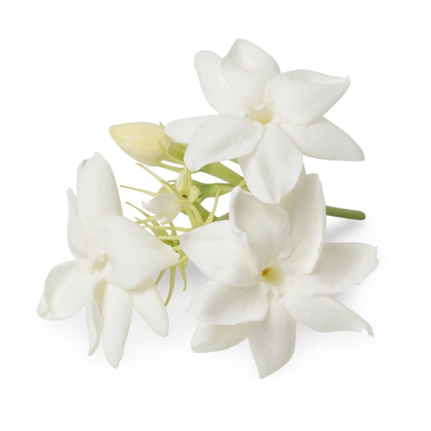 Ätbar blomma Jasmine 25st
