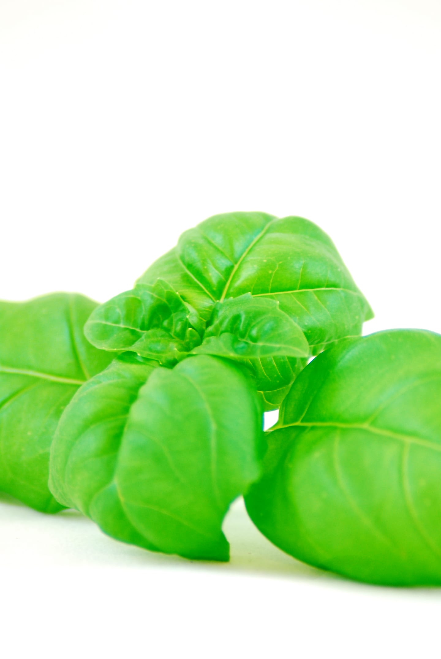Basilika 500g