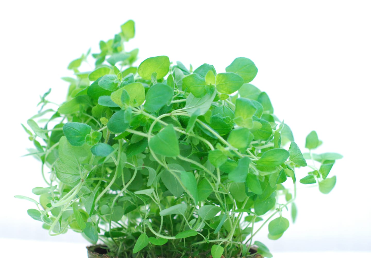 Oregano 500g
