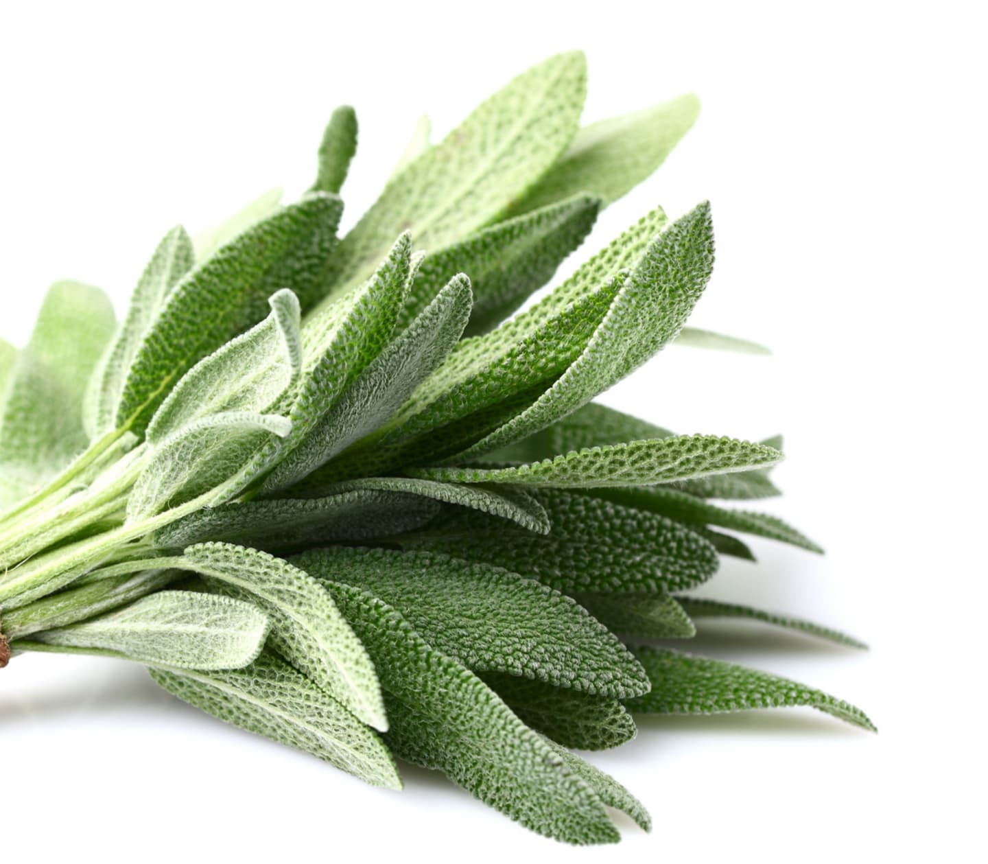 Salvia 500g