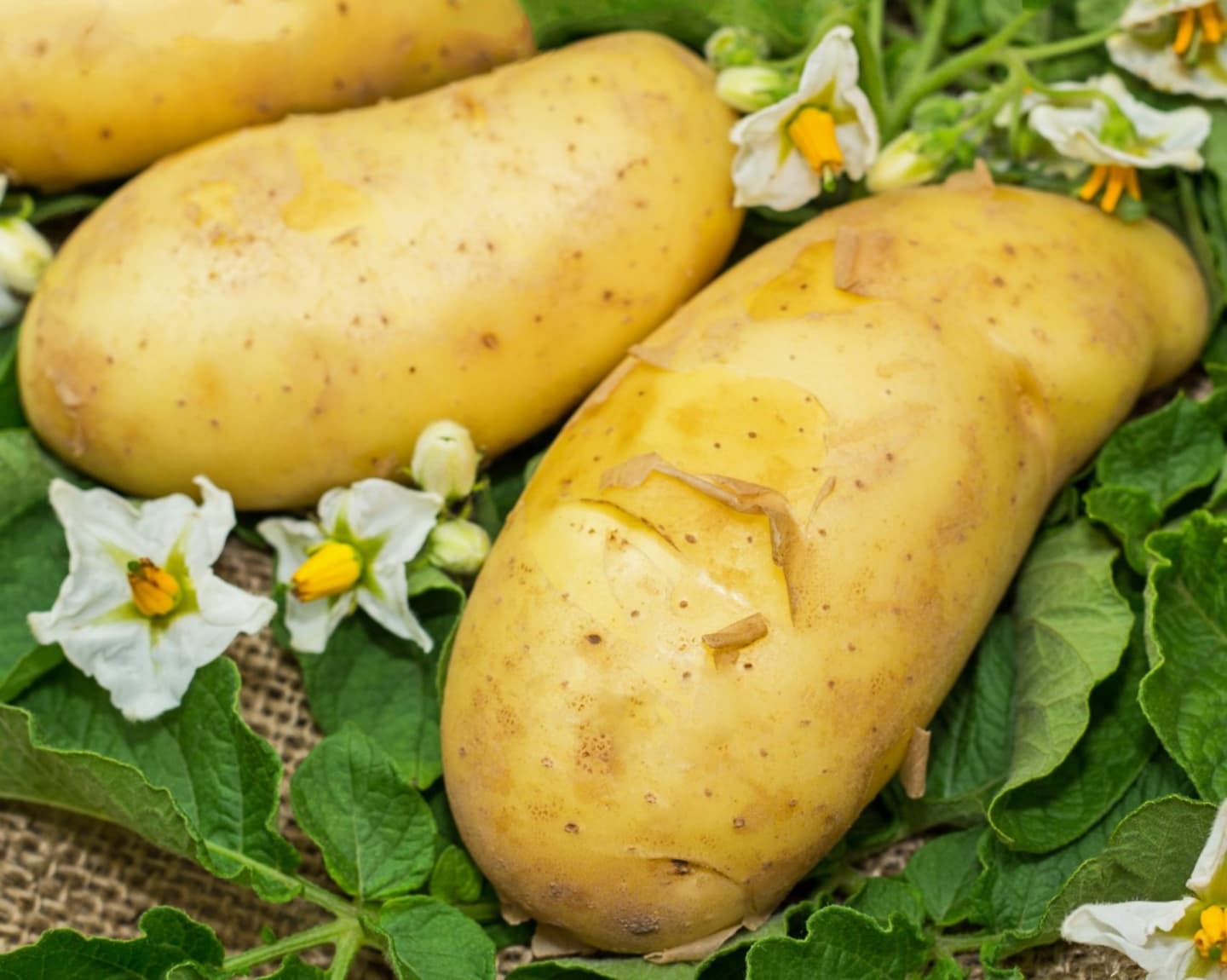 Potatis Annabelle 10kg