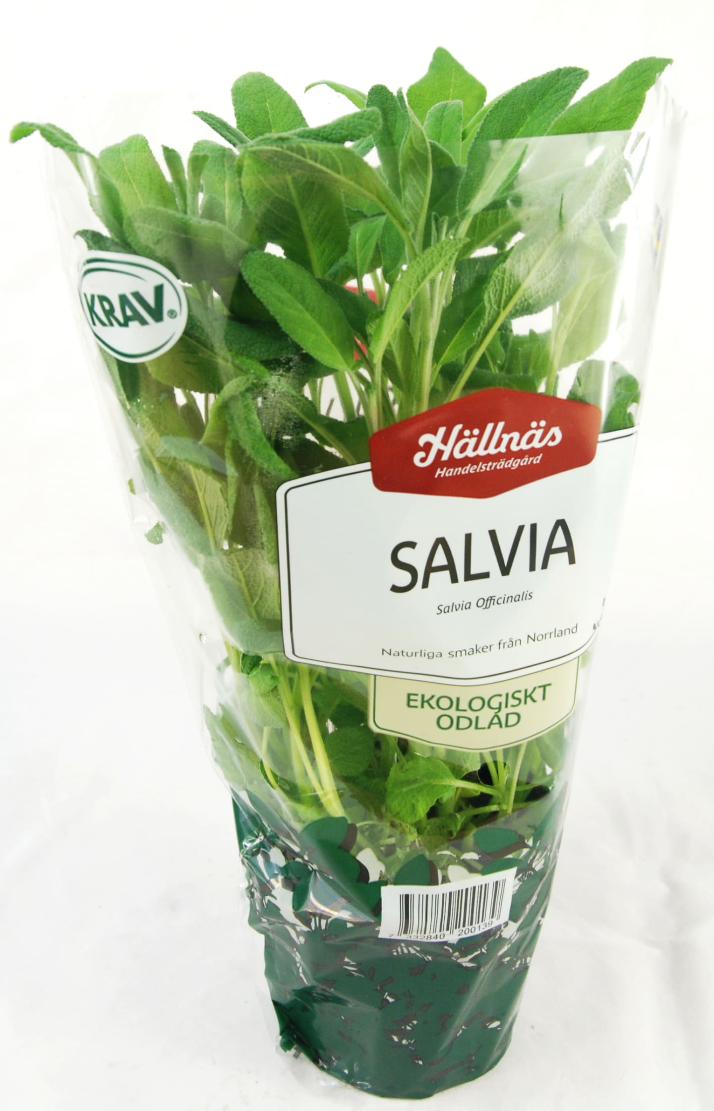 Salvia kruka