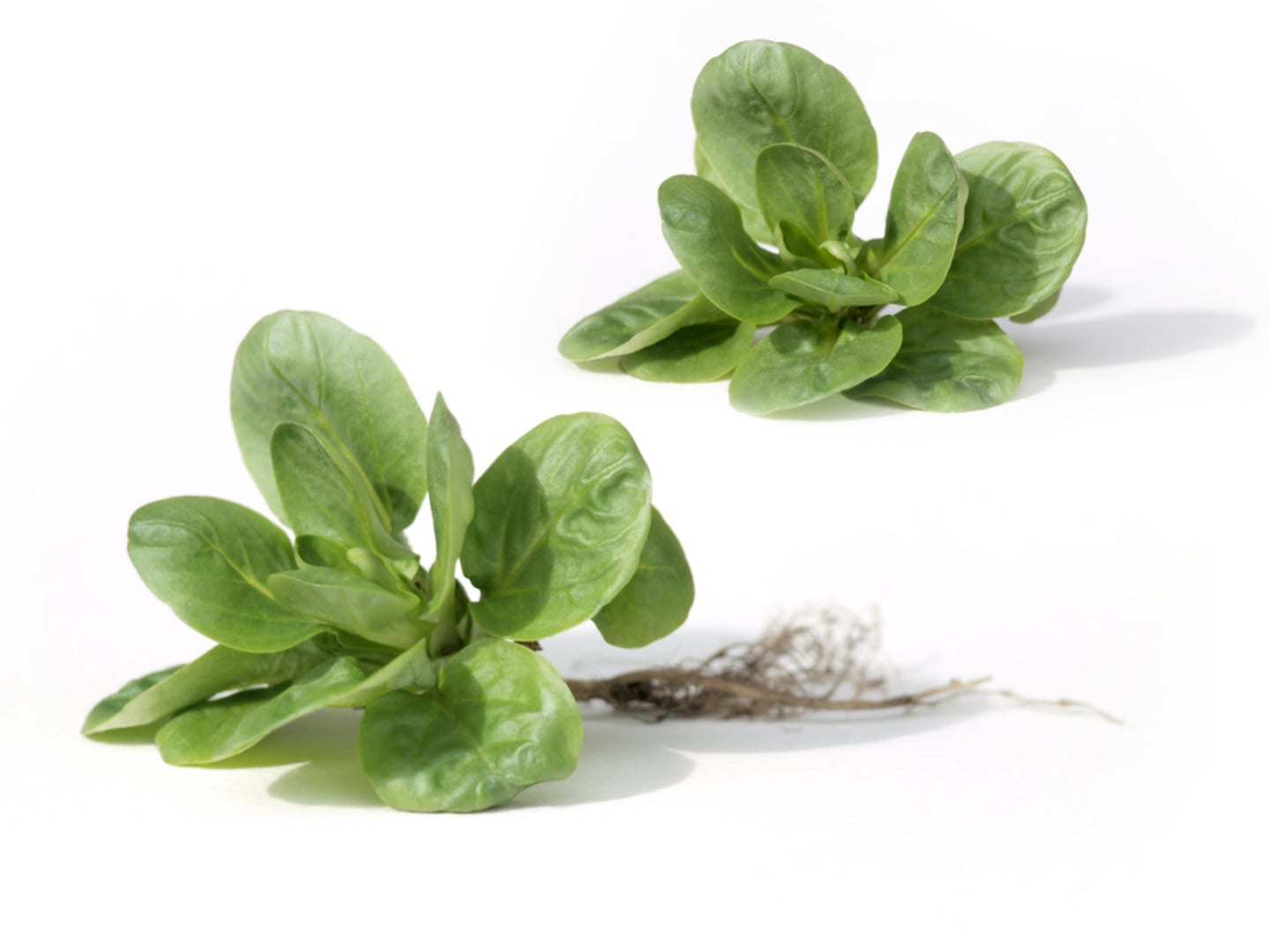 Sallad Maché 50g