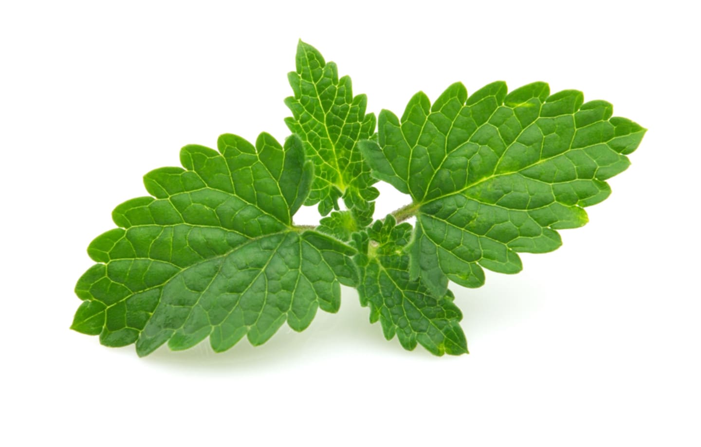 Citronmeliss 50g