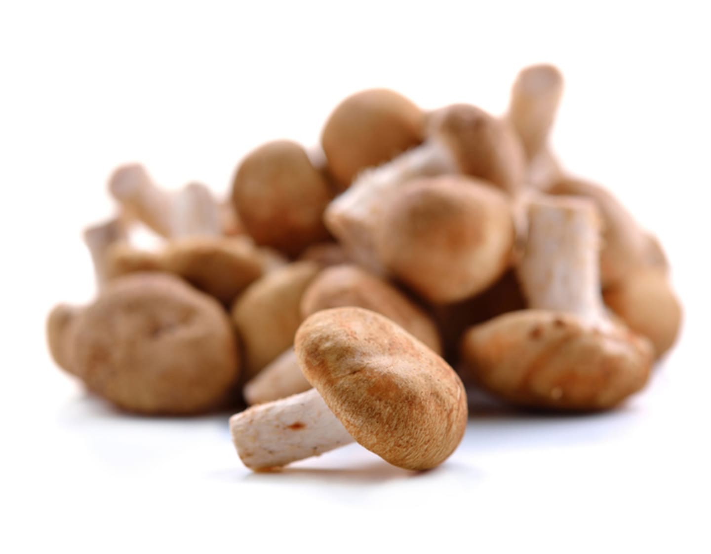 Shiitake