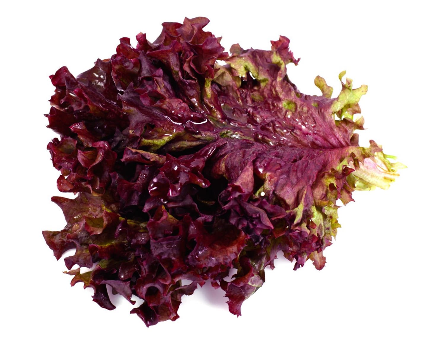 Sallad Lollo rosso