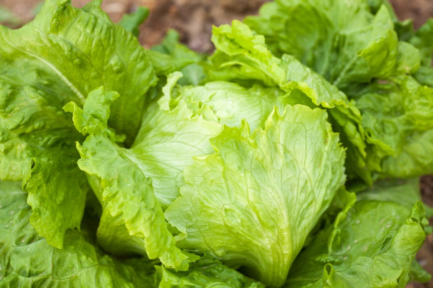Sallad Huvud