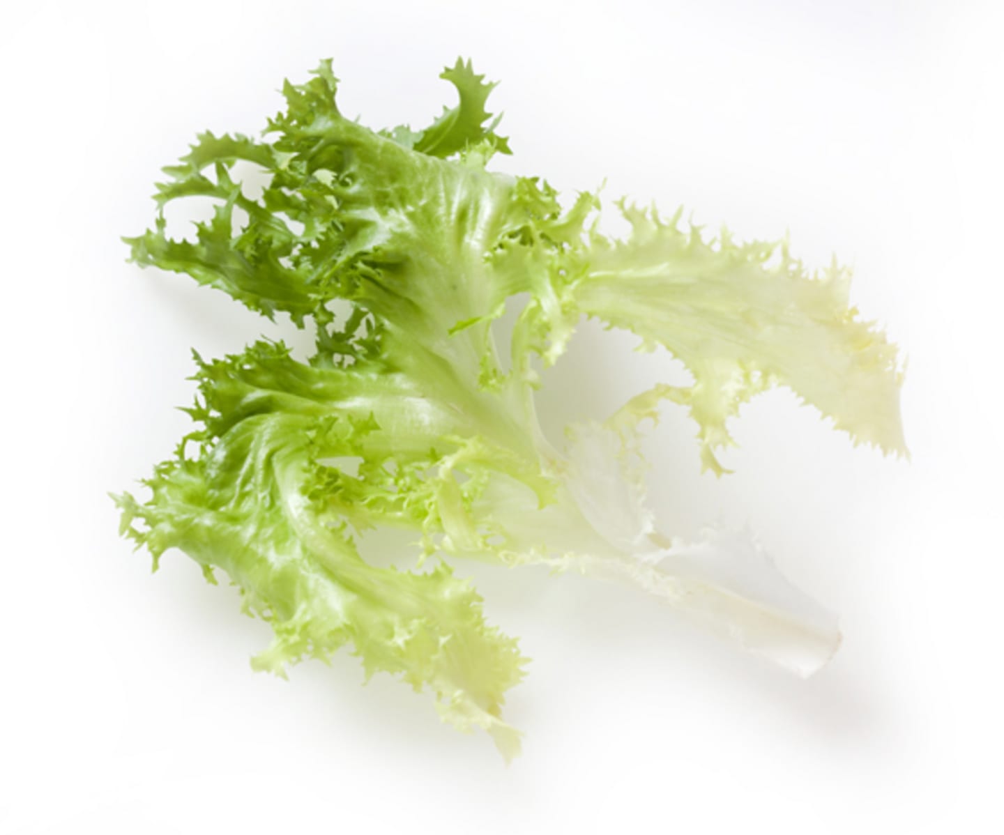 Sallad Frisèe hela blad 2kg