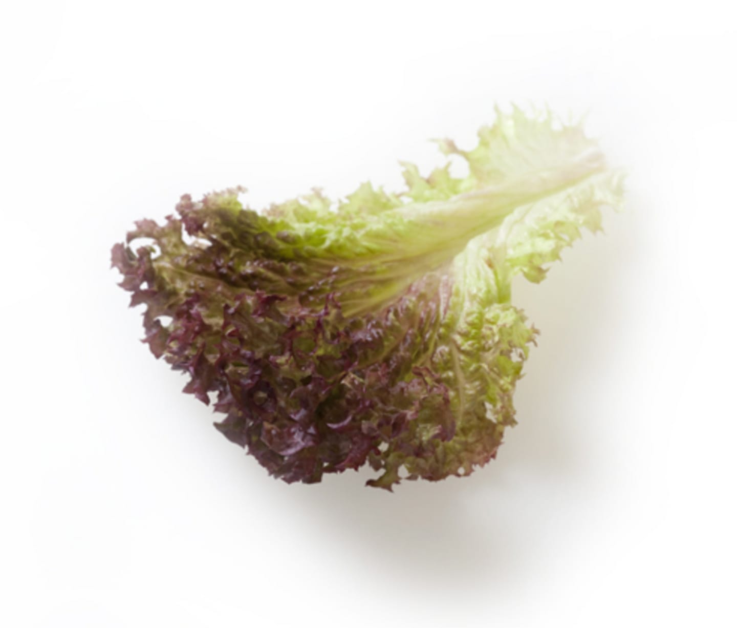 Sallad Lollo Rosso hela blad 2kg