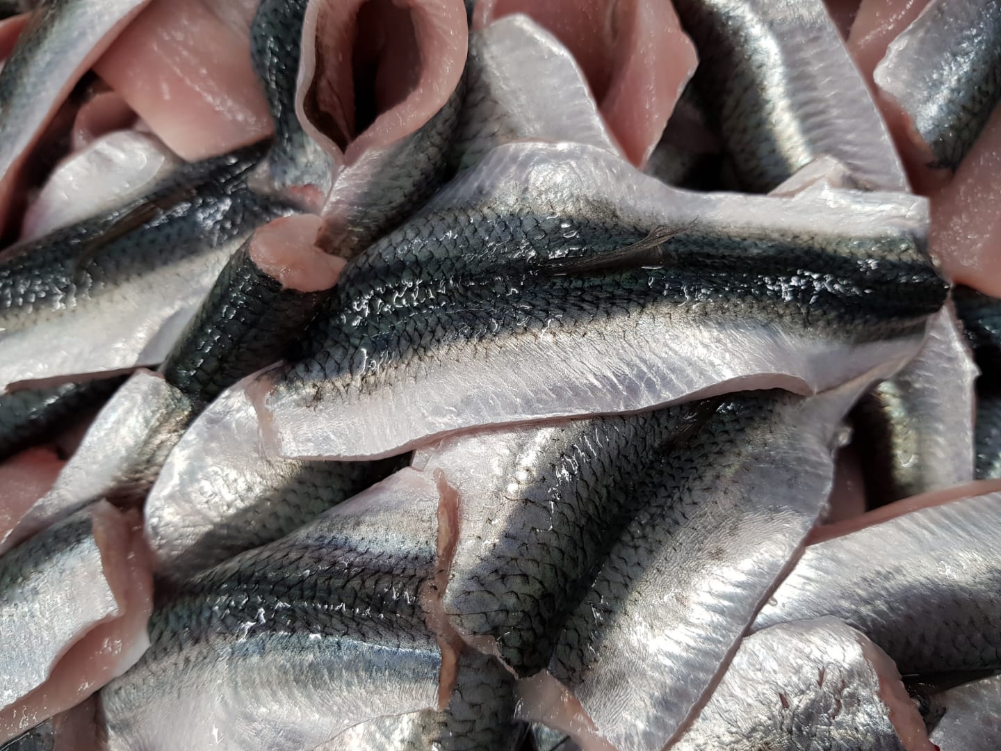 Strömmingsfilé Kalix Bottenviken 1kg