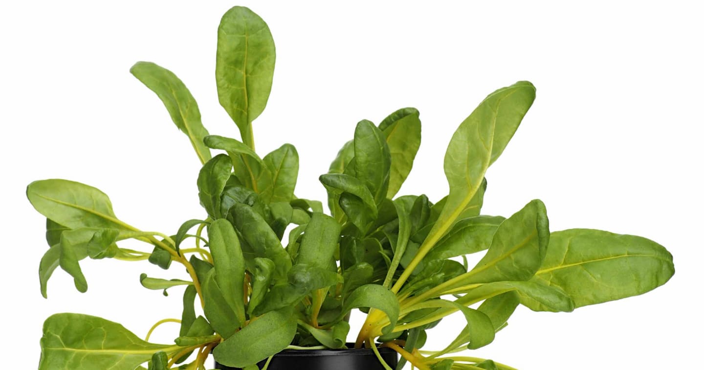 Sallad Mangoldskott gula 50g