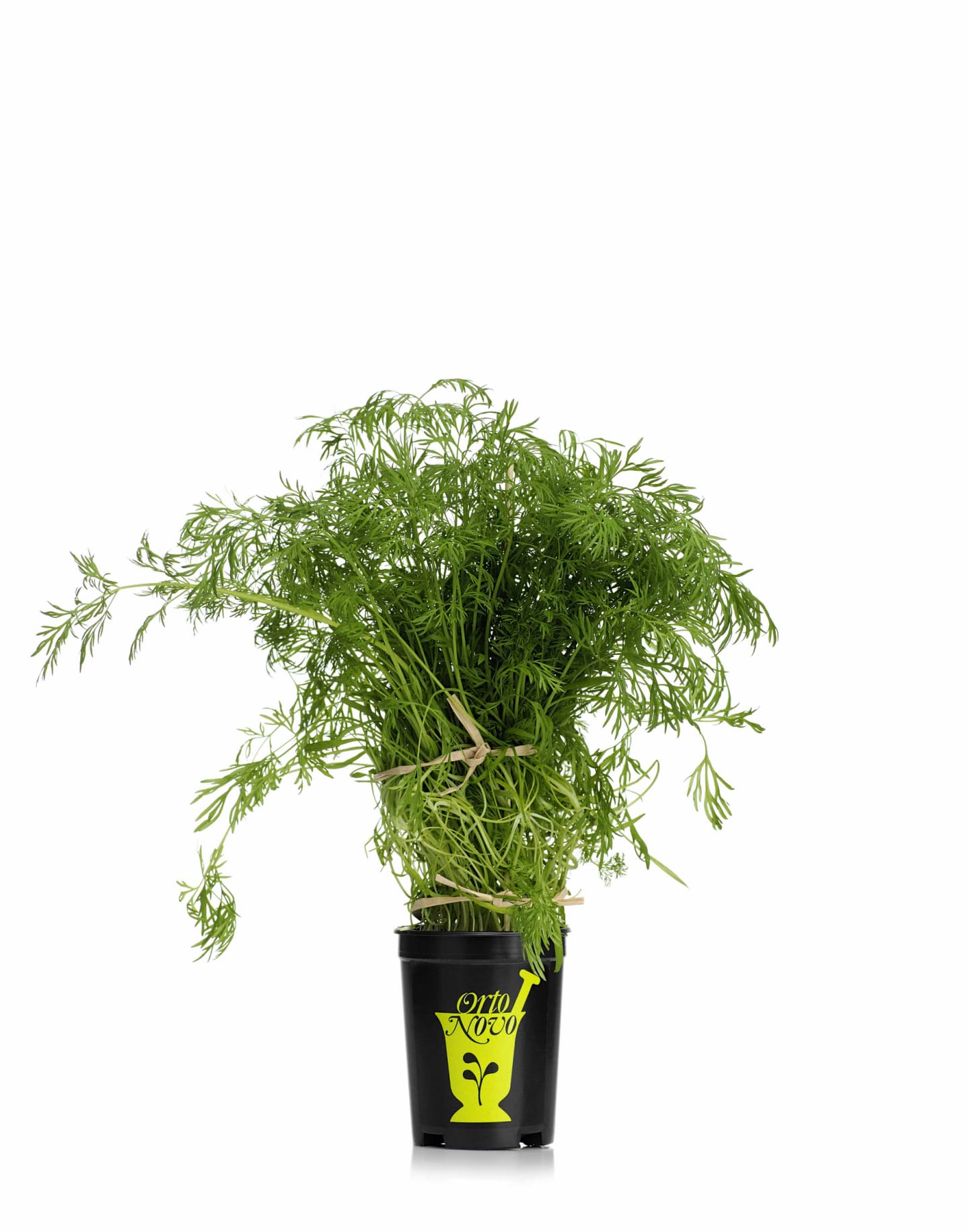 Dill kruka