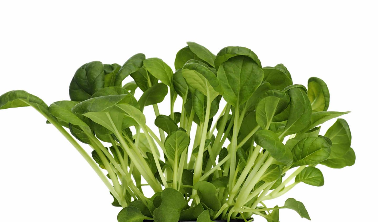 Sallad Tatsoi 50g