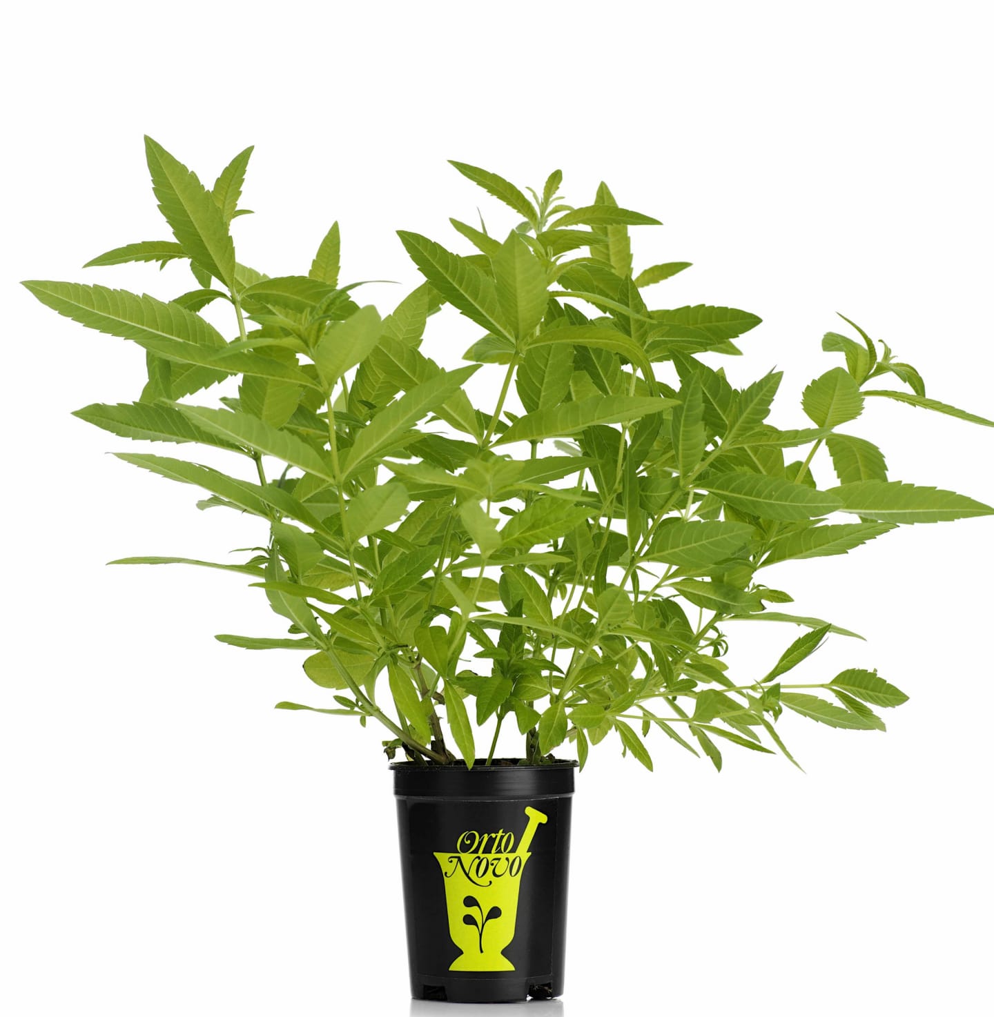 Citronverbena kruka