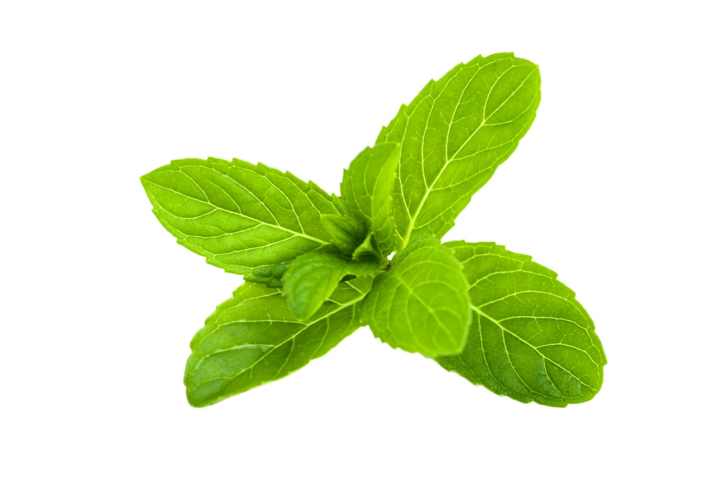 Mynta kruka