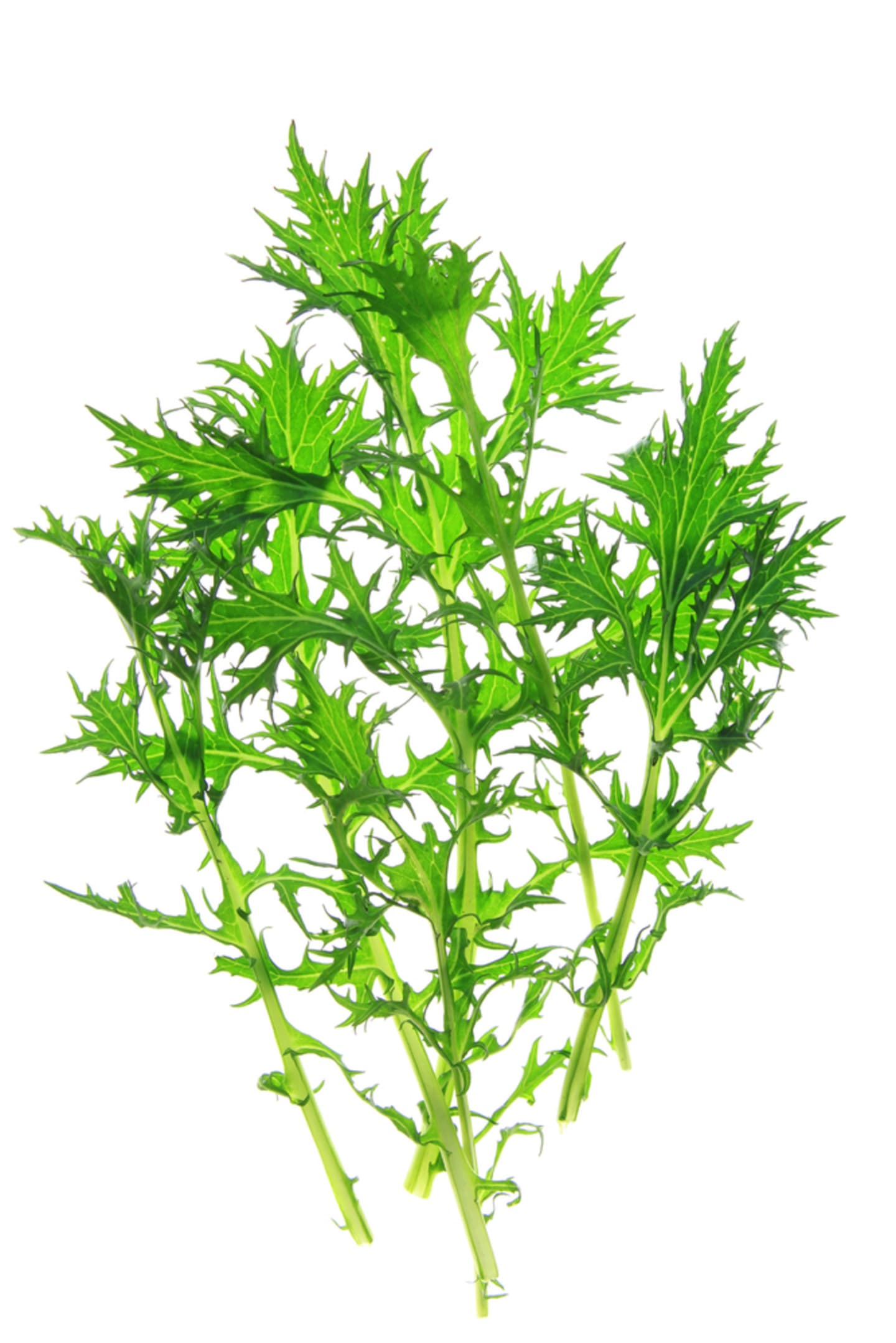 Sallad Mizuna Grön 250g