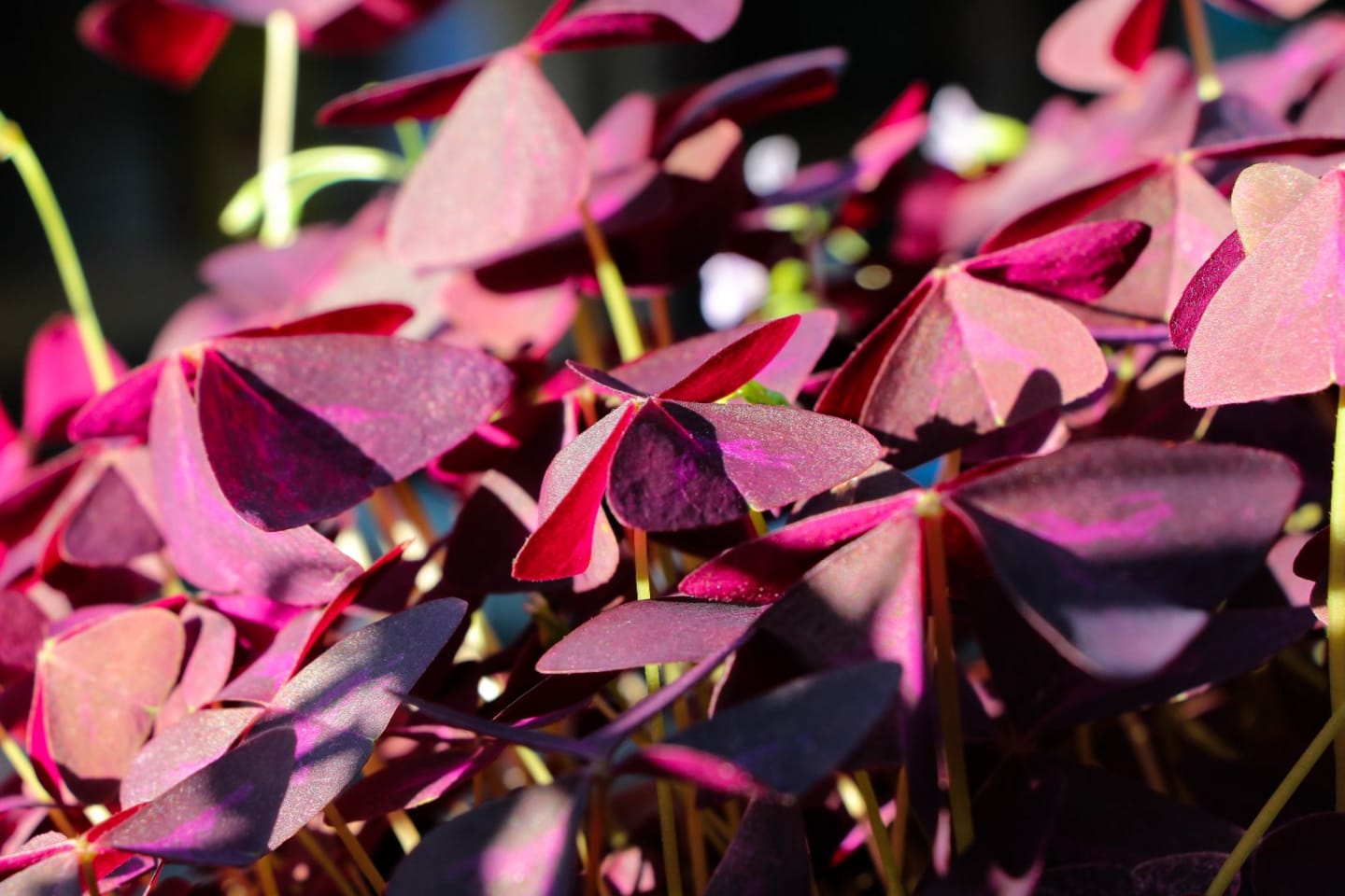 Oxalis röd kruka - Bild 1 av 1