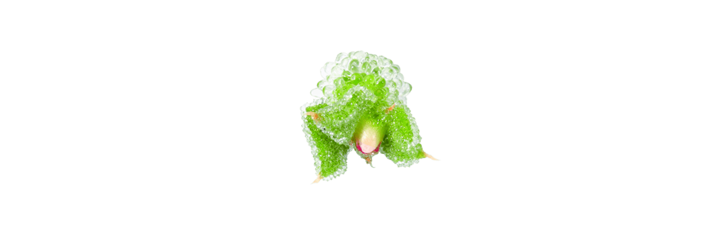 Ätbar blomma Blinqblomma 20st