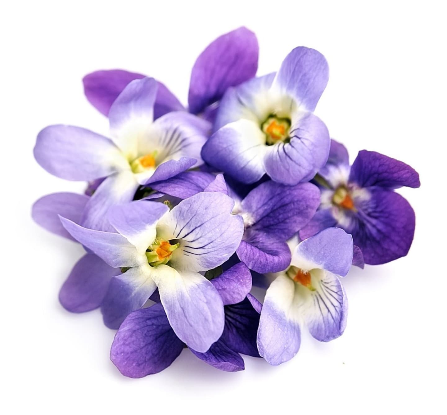 Ätbar blomma Viol