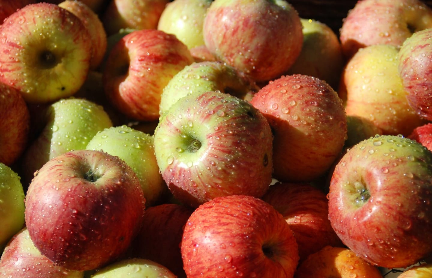 Äpple Gravensteiner rött