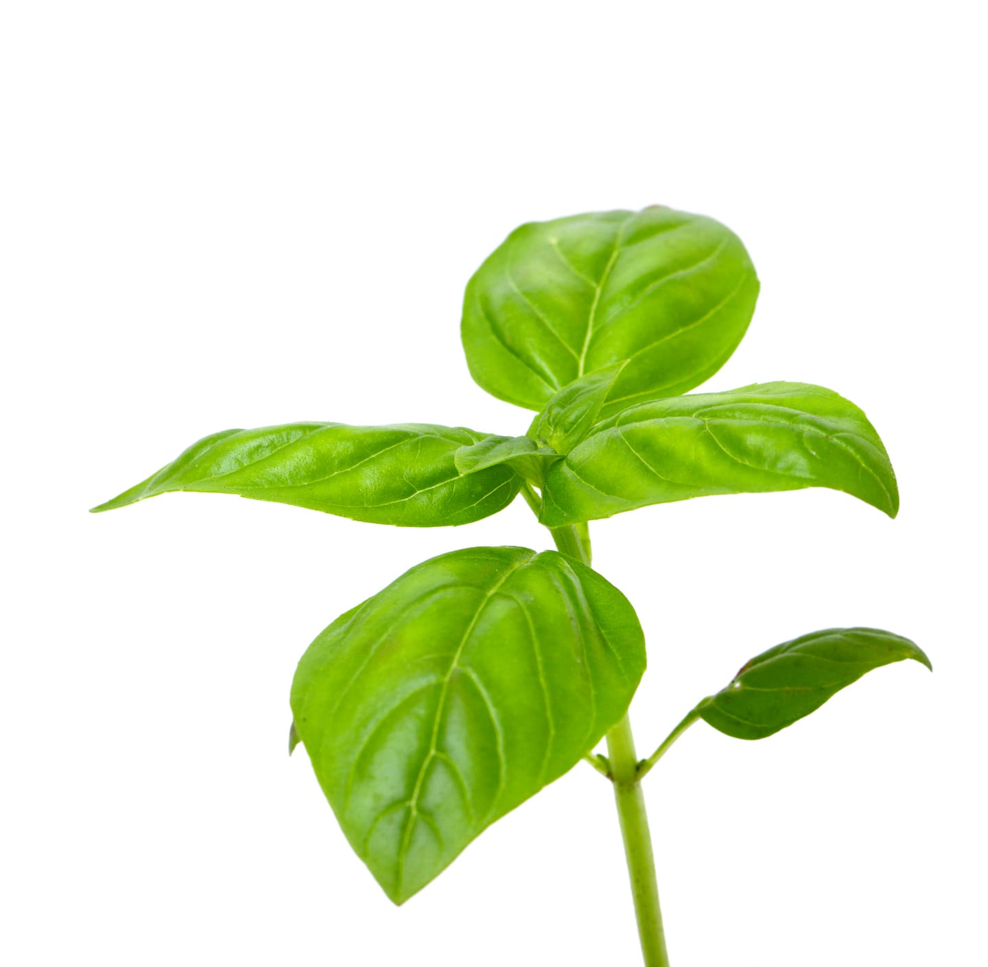Basilika 50g