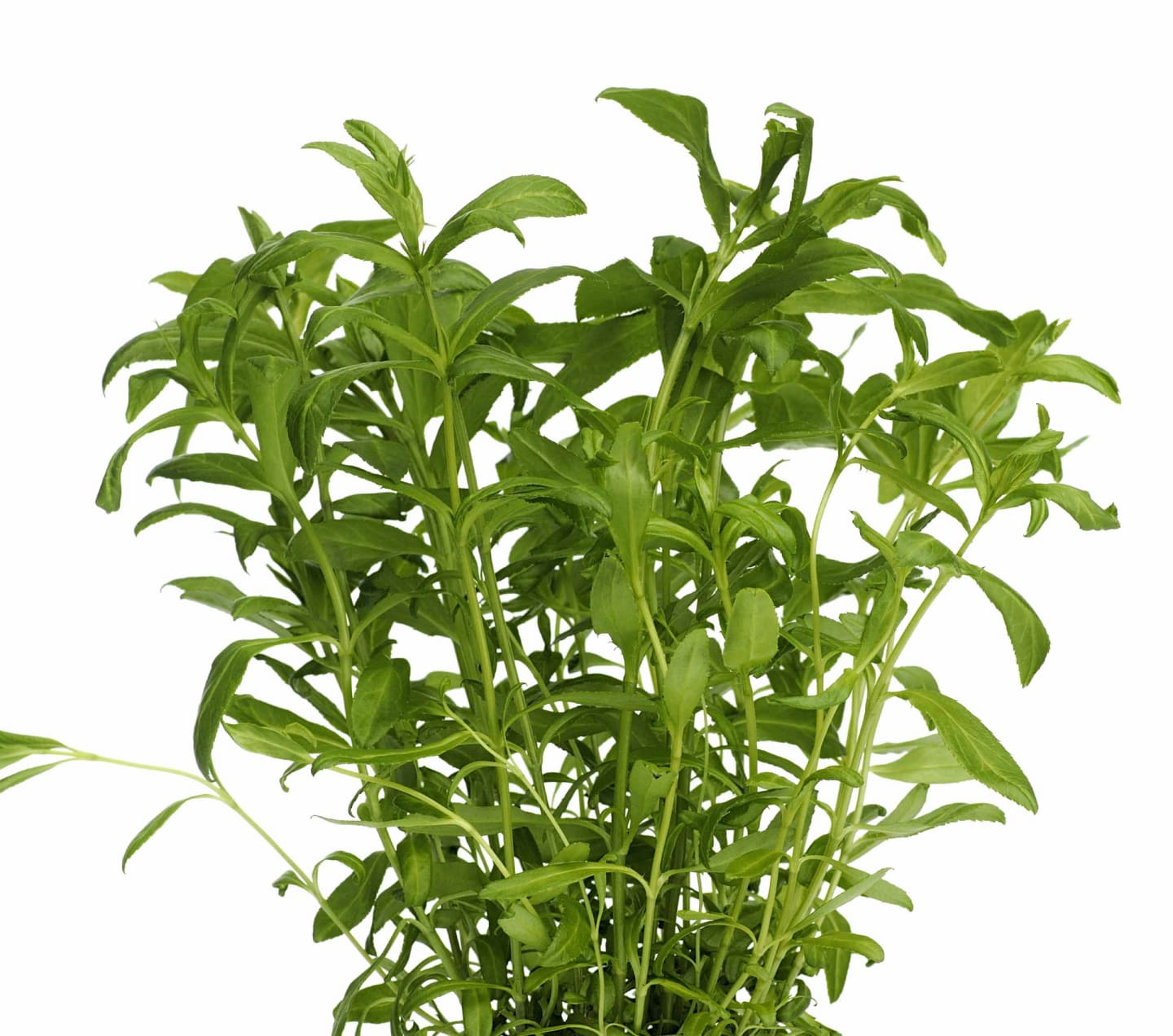 Dragon mexikansk 50g
