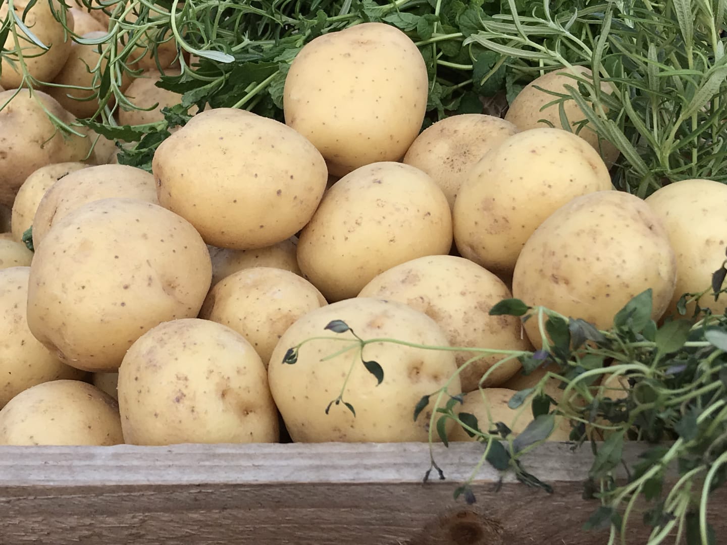 Potatis stor 60-65mm 10kg - Bild 1 av 2