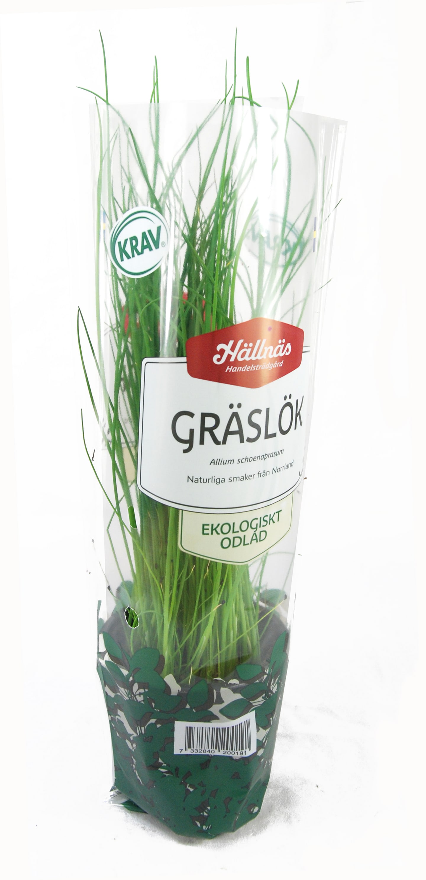 Gräslök kruka