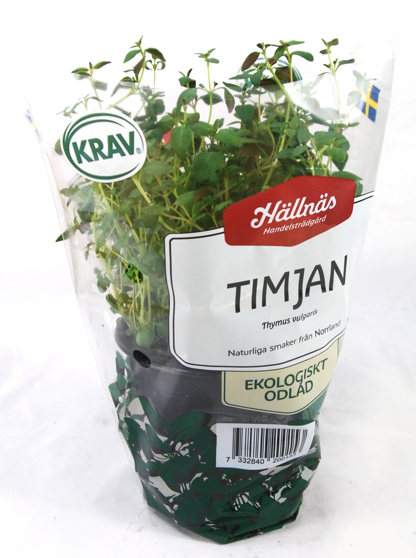 Timjan kruka