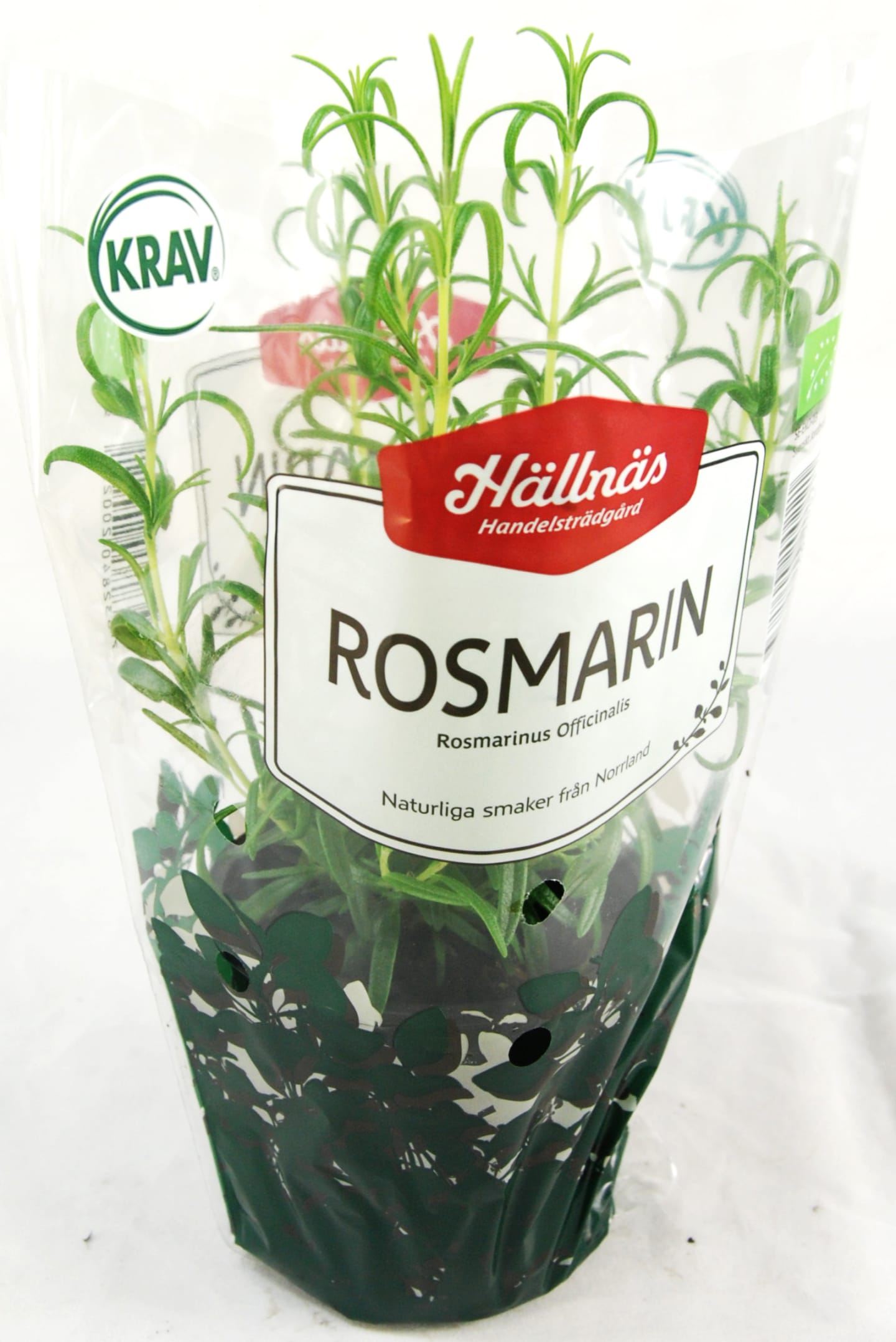 Rosmarin kruka