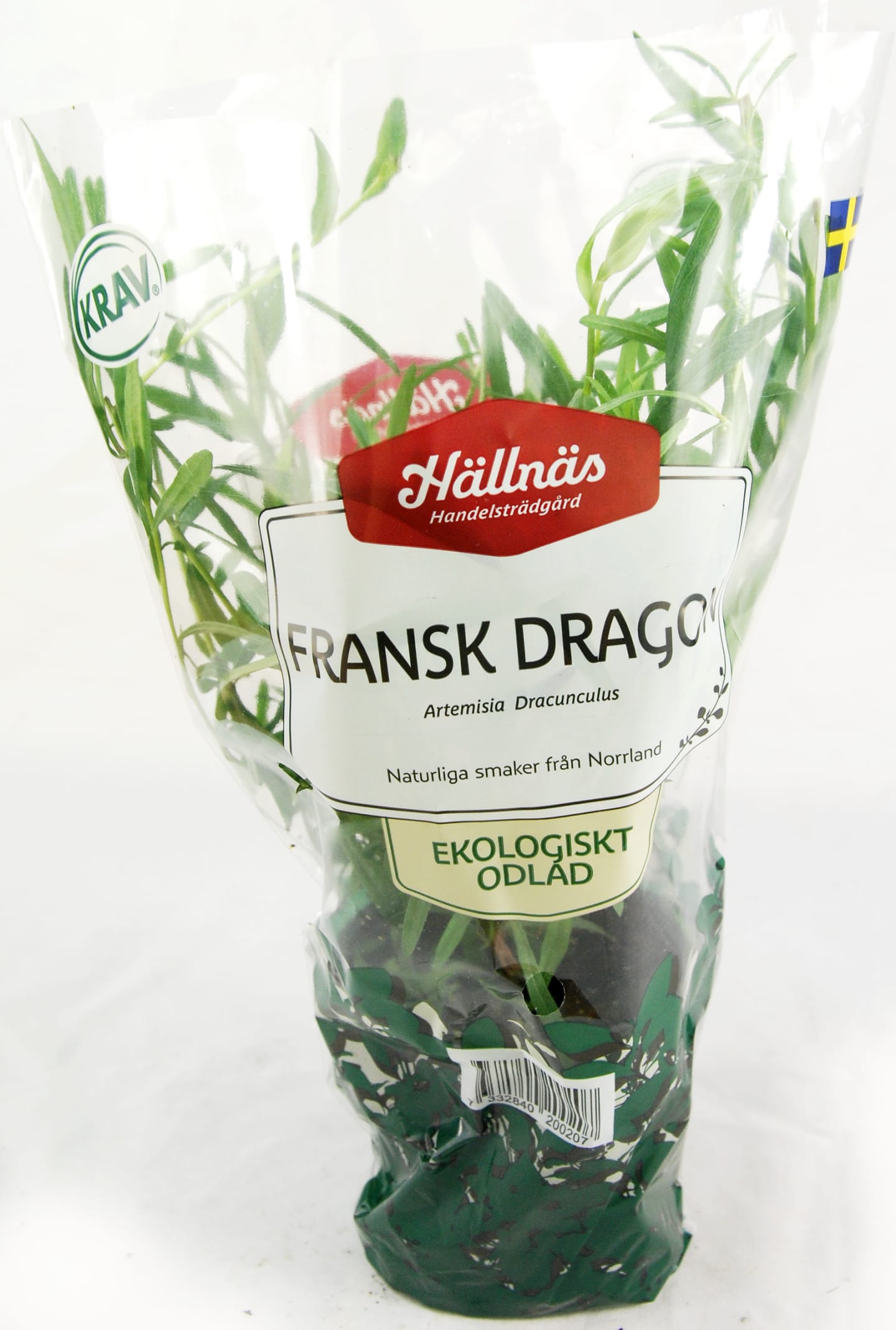 Dragon kruka