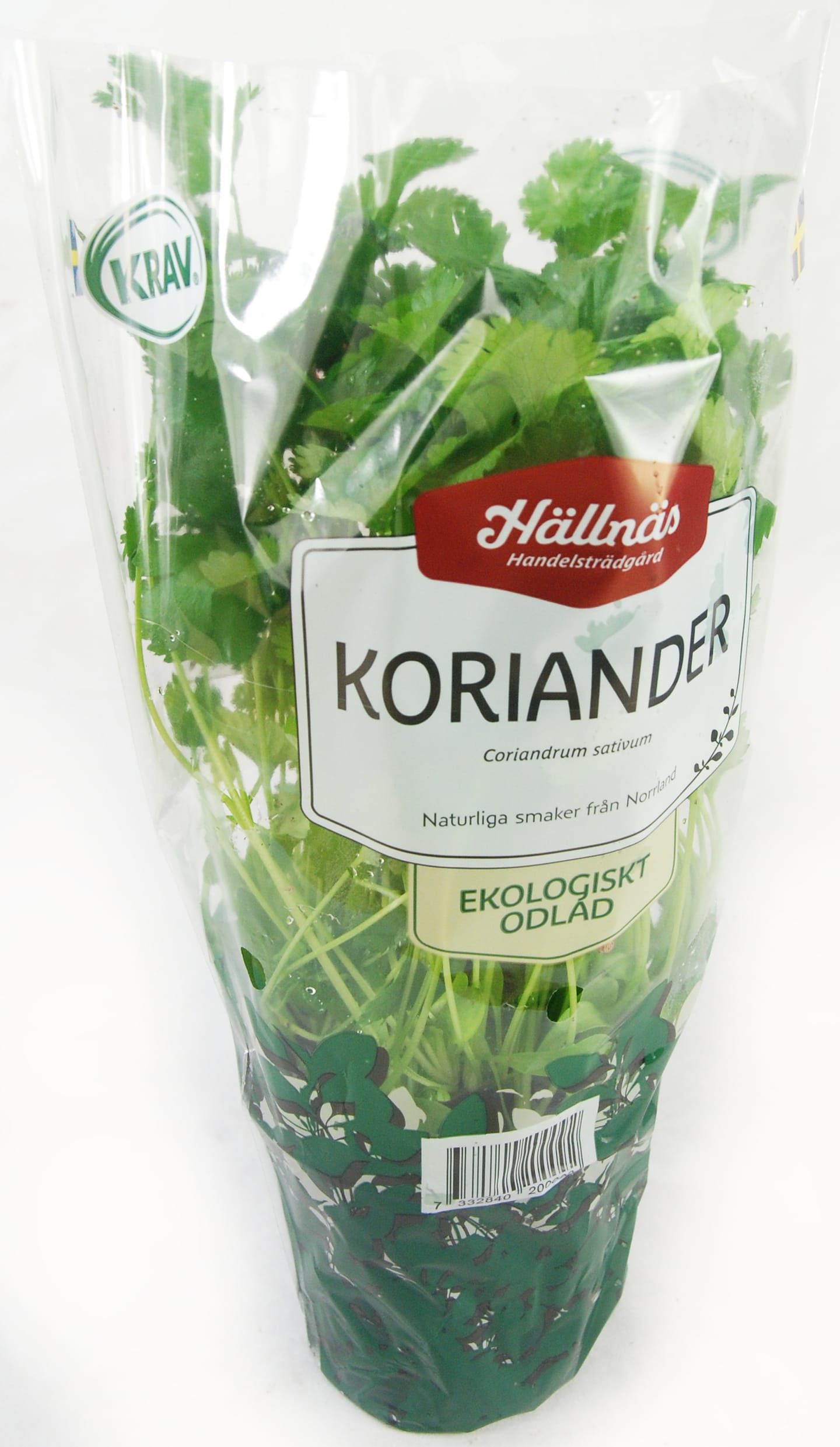 Koriander kruka