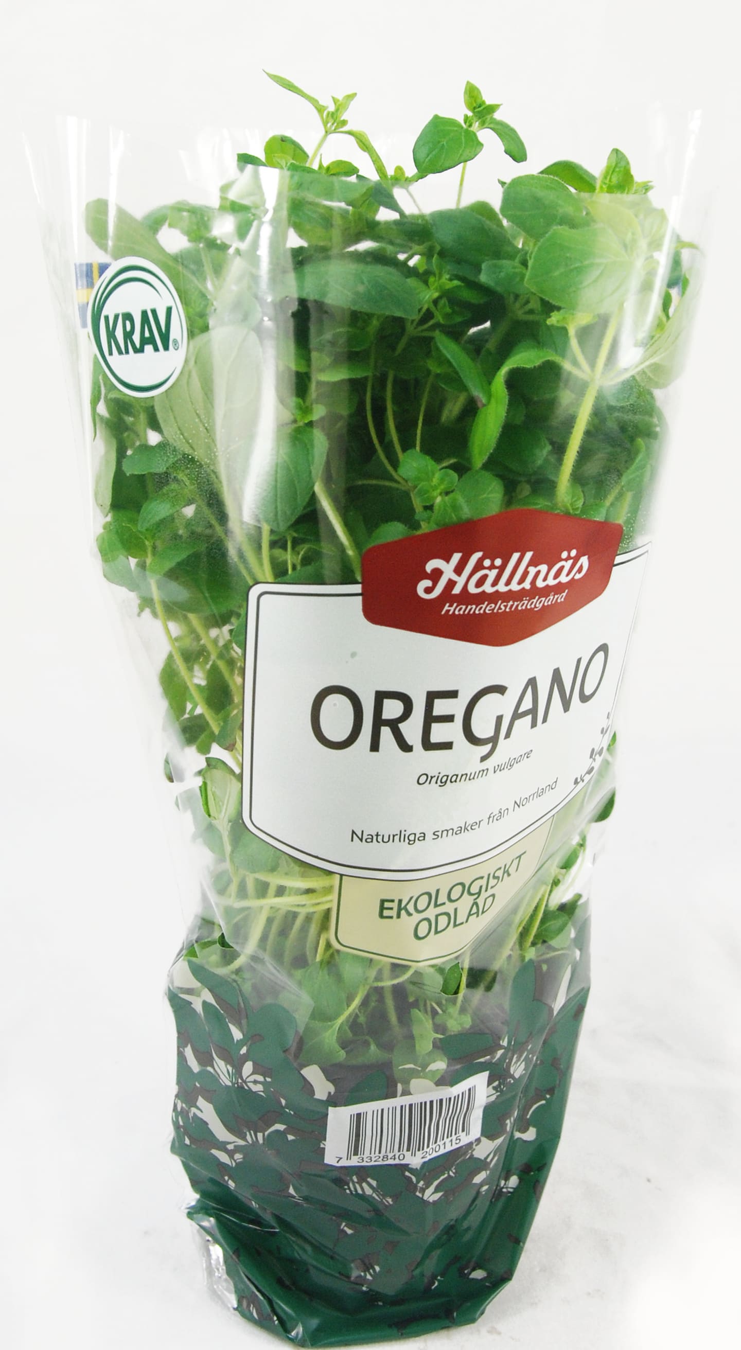 Oregano kruka