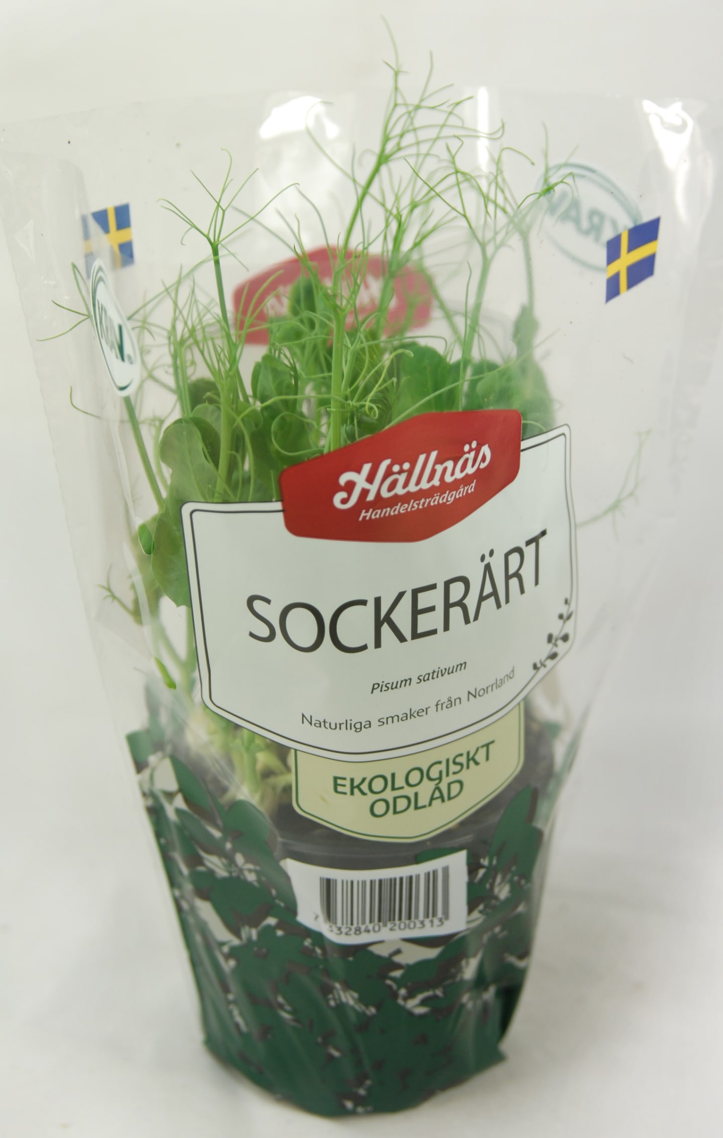 Gröna ärtskott kruka - Bild 1 av 2