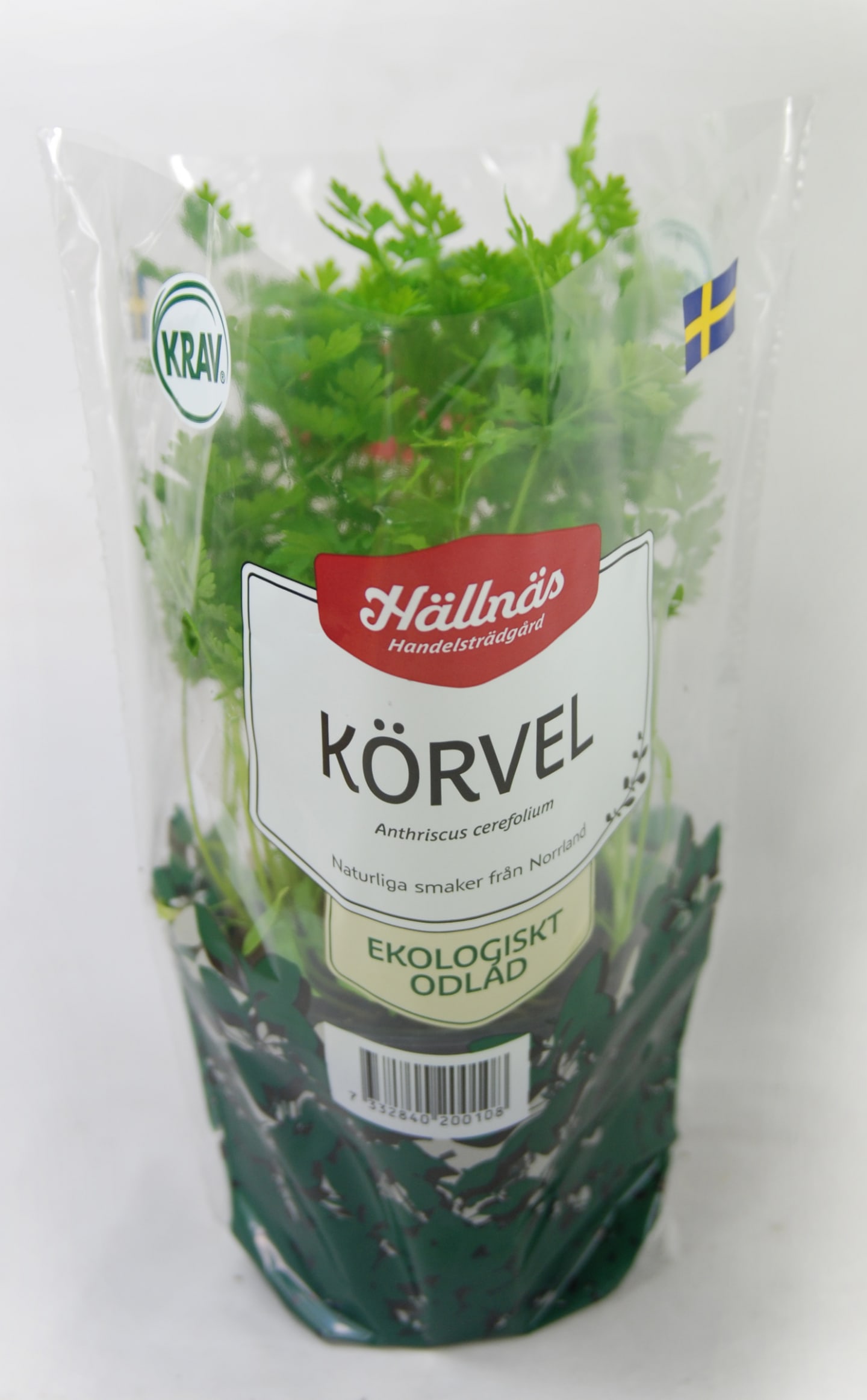 Körvel kruka