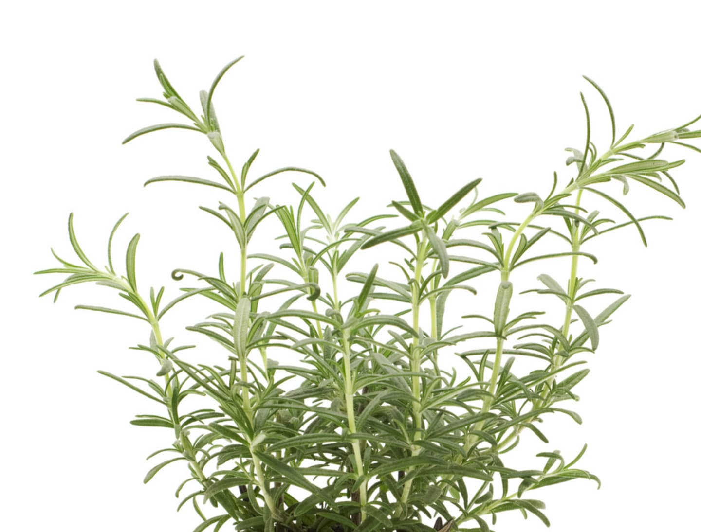 Rosmarin 50g